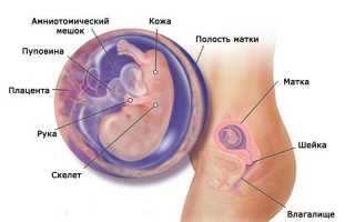 11 неделя беременности
