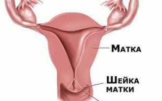 Расположение шейки матки