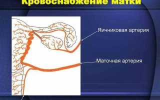 Как улучшить кровоток в матке