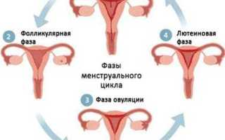 Что такое лютеиновая фаза меснтруационного цикла