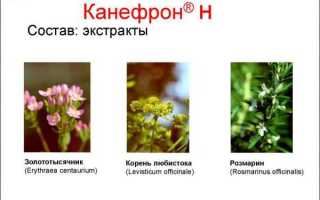 Применение Канефрона беременными женщинами