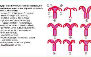 Как устроена матка