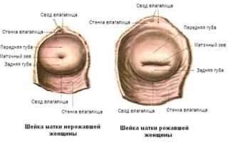 Какие размеры матки и шейки считаются нормой
