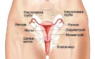 Болит яичник во время месячных