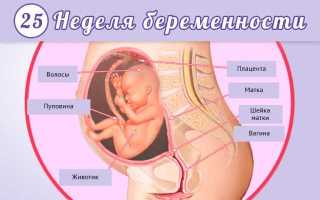 25 неделя беременности