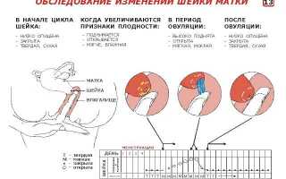 Как нащупать матку